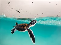 Slideshow: Ocean Photography Awards 2021 finalists